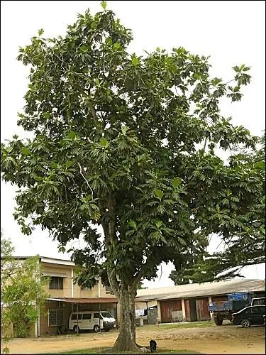 Quel arbre d'Ocanie et d'Asie tropicale dont le fruit comestible a une chair blanche, fculente est aussi appel arbre  pain ?