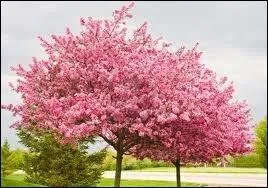 Quel arbre dont les fleurs roses apparaissent par bouquets sur le tronc et les branches est aussi appel arbre de Jude ?