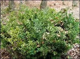 Quel arbrisseau vivace pineux est aussi appel petit houx ou myrte pineux ?
