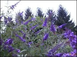 Quel arbuste originaire de Chine est aussi appel arbre aux papillons car ses fleurs trs parfumes attirent de nombreux papillons ?