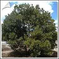 Quel arbrisseau commun dans la rgion mditerranenne est aussi appel arbre aux fraises  cause de ses fruits carlates en forme de fraises ?