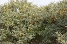 Quel arbrisseau vivace des terrains pauvres et des friches est aussi appel saule pineux ?