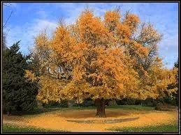 Quel arbre originaire de Chine aux feuilles en ventail est aussi appel arbre aux 40 cus ?