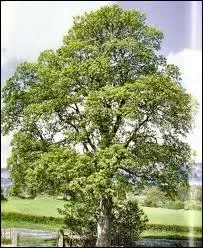 Quel arbre est aussi appel faux platane car l'aspect des feuilles rappelle celles du platane ?