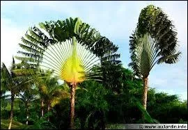 Quel arbre originaire de Madagascar est aussi appel arbre du voyageur car la base de ses feuilles recueille l'eau de pluie ?