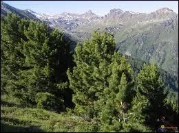 Sous quel autre nom est connu l'arolle, espce de pin qui crot dans les Alpes ?