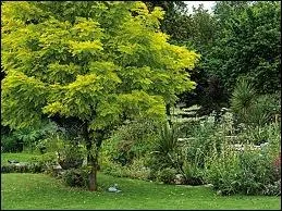 Quel arbre pineux originaire d'Amrique du Nord est aussi appel faux acacia ?