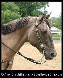 Quelle robe a ce cheval ?