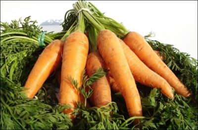 Combien de temps, un plant de carottes peut-il vivre ?
