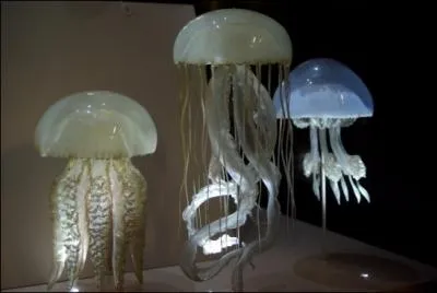 Dans quelle ville se trouve le plus grand muse d'histoire naturelle du monde ?