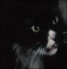 Dans Hunger Games, pourquoi Buttercup, le chat de Primrose Everdeen, dteste-t-il Katniss ?