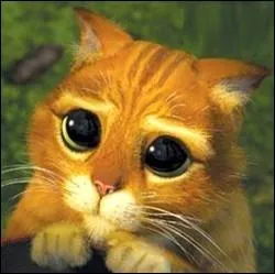 Dans Le Chat pott de Dreamworks, quel(s) personnage(s) de contes de fes ne voit-on pas ?