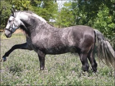 Quel est le nom de cette robe ?