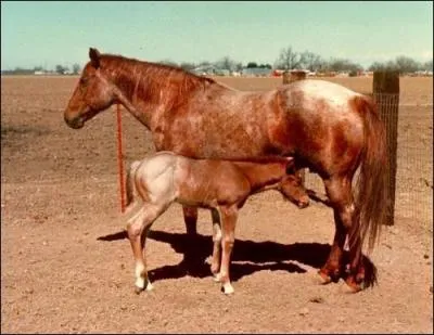 Quel est le nom de cette robe ?
