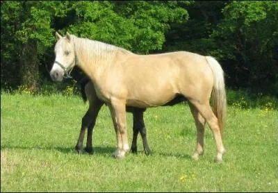 Quel est le nom de cette robe ?