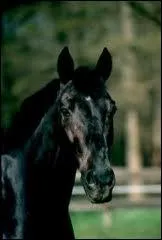 En quelle anne est mort Jappeloup ?