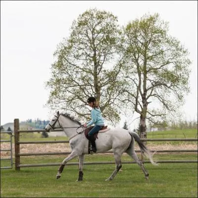 Qui monte gnralement Phoenix ?