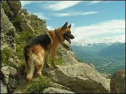 L, y'a pas photo ! Rien que son nom vous prcise que le Berger allemand est un chien de berger !