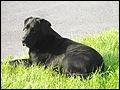 La lgende prtend que ce chien est issu du croisement d'un chien et d'une loutre. Le Labrador est,  l'origine, un chien de berger.