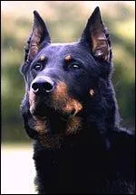 Ce toutou est impressionnant, mais affectueux comme pas un ! Le Beauceron est un chien de berger.