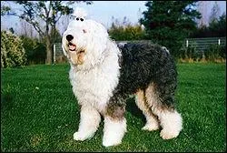 L'un des chiens prfrs des enfants, vu son aspect de gros nounours, quelle tait la fonction du Bobtail,  l'origine ? Un berger, videmment !