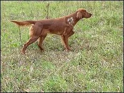 Tout, dans sa posture et sa morphologie, vous indique que le Setter irlandais est un chien de berger !