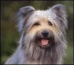 Plus petit que son compre le Ptou, le Labrit est le vrai berger des Pyrnes.