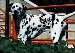 Le Dalmatien, si vous me ressemblez, vous en connaissez au moins 101 ! Ce chien tait le plus fiable des bergers avant de se reconvertir en chien de compagnie !