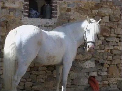 De quelle robe est ce cheval ?