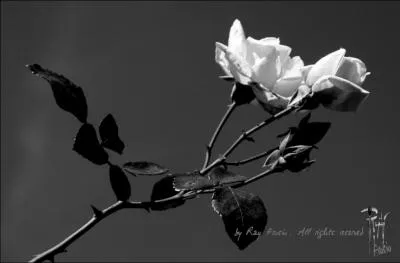  Je n'attends plus que toi pour partir... dans la pnombre de ta rue ...   :