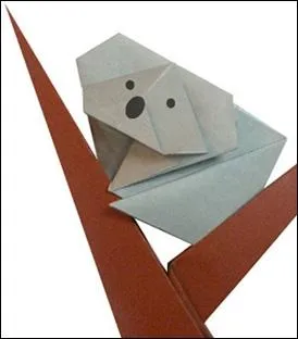 En Australie, il est souvent perché sur un eucalyptus !