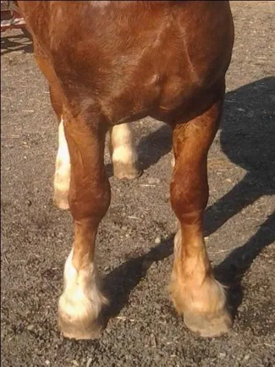 Comment s'appelle les membres avants du cheval ?