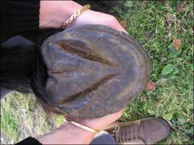 Quelle partie du sabot du cheval, ne faut-il pas curer avec le cure pied ?