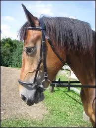 Comment s'appelle le partie que l'on met sur la tte du cheval lorsqu'on le monte ?