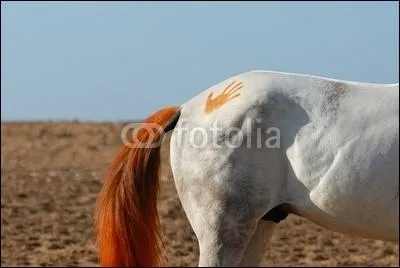 Comment s'appelle cette partie du corps du cheval ?