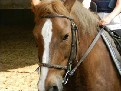 Comment s'appelle la partie du filet qui passe sur le nez du cheval ?