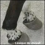 Quel est ce type de balzane (2 rponses) ?