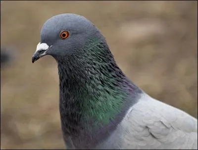 Qui appelle les pigeons  Kevin  ?