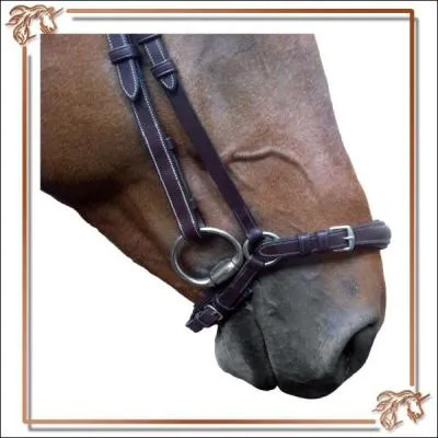 Quelle est cette muserolle ?