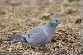 Quel est cet oiseau ?