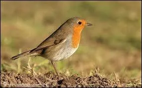 Quel est cet oiseau ?