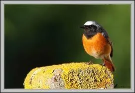 Quel est cet oiseau ?