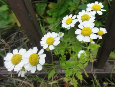 La partenelle est surnomme galement ...