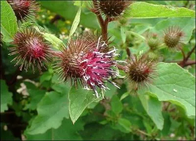 Comment la bardane est-elle surnomme ?