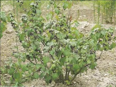 Le cassissier est parfois appel ...