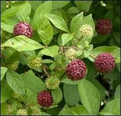 L'eleuthrocoque est appel ginseng russe mais aussi ...