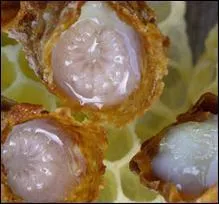 Comment est surnomm la gele royale ?