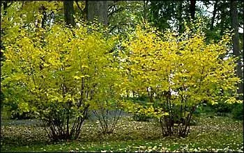 Quel nom porte l'hamamlis ?