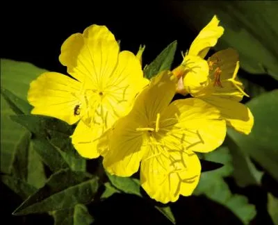 Comment est appel l'onagre ?