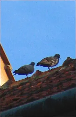 Quand a fait a, c'est vraiment diffrent :